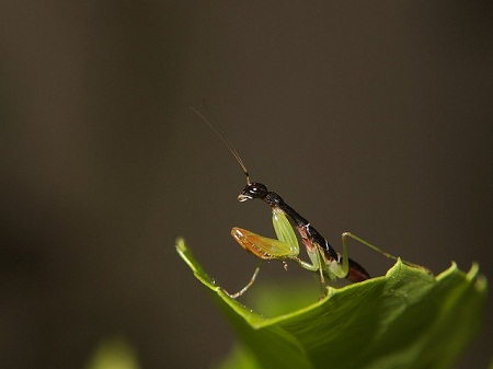 Vì[-]sao[-]chúng[-]lại[-]có[-]hình[-]dáng[-]giống[-]hệt[-]loài[-]kiến?